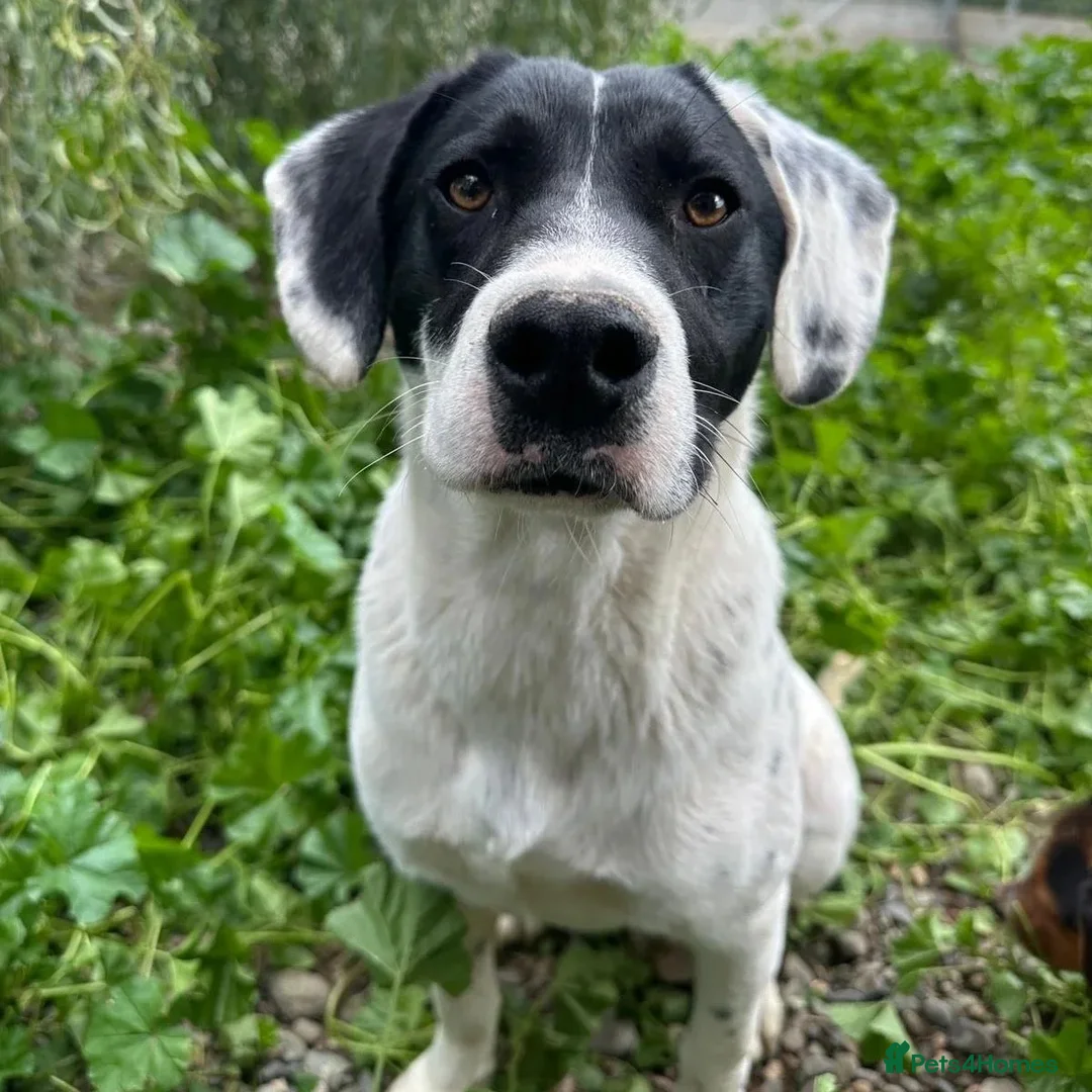 Mixed Breed dogs for adoption: Fisher - Advert 1