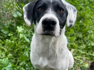 Mixed Breed dogs Fisher - Advert 8