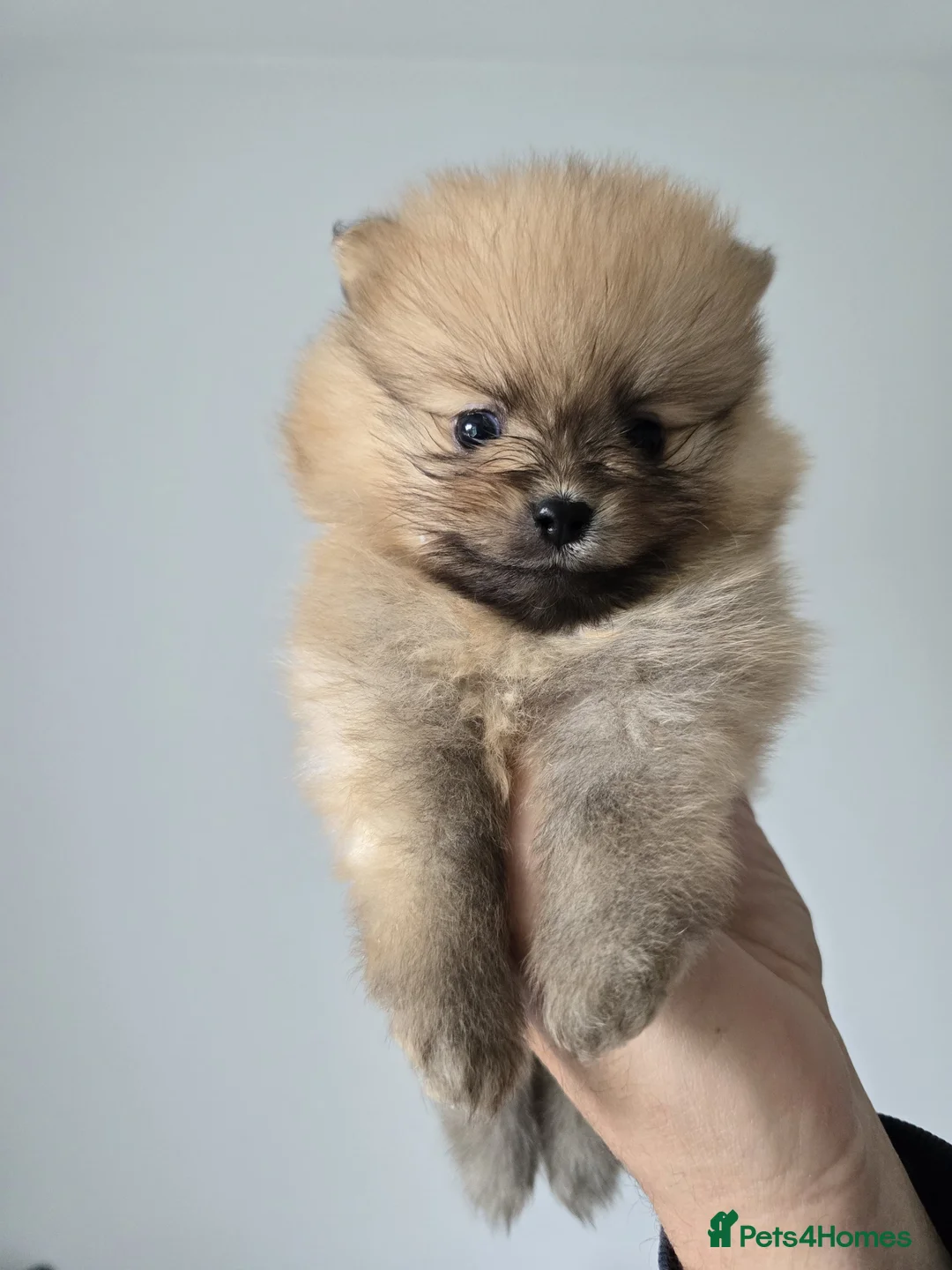 Pomeranian dogs for sale: pomeranian tedy - Advert 2