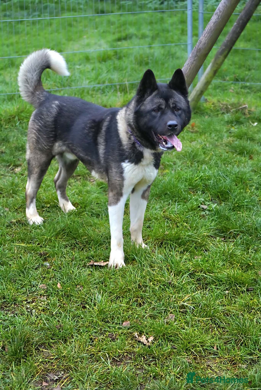 Akita dogs for adoption: Blake - Advert 4