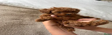 Toy Poodle 4