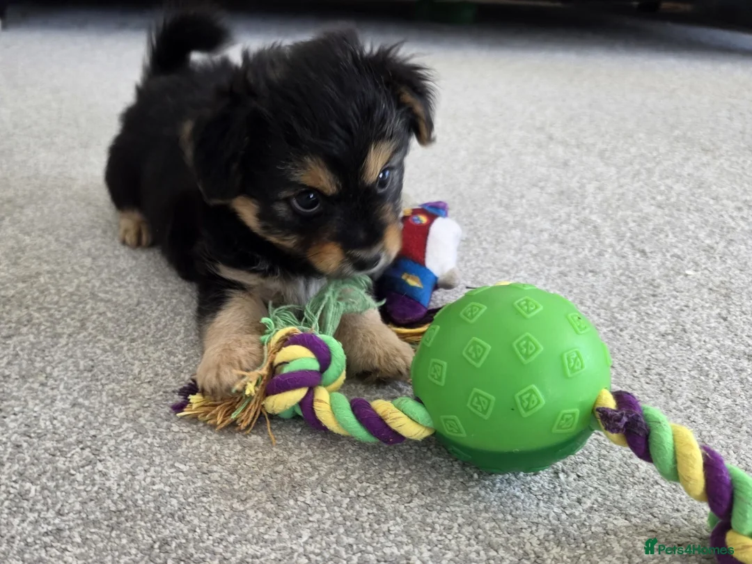 Mixed Breed dogs for sale: Beautiful Shorkie-Poo / Pom-Poo Puppies - Advert 2