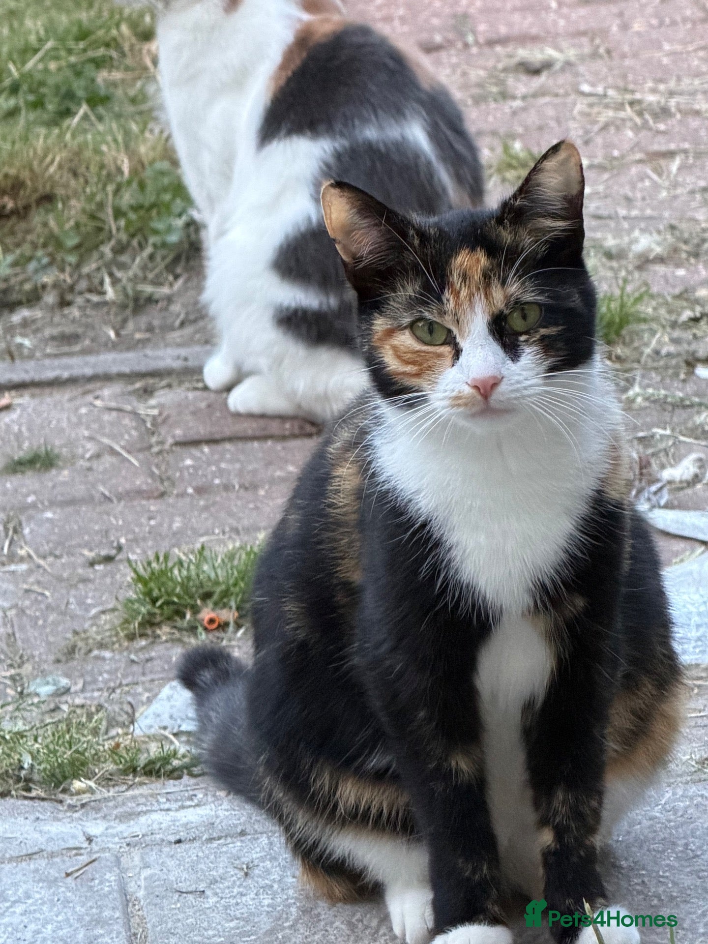 Mixed Breed cats Kittens - Advert 8
