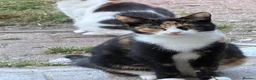 Mixed Breed cats for sale: Kittens - Advert 1