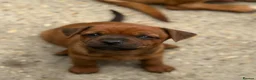 Mixed Breed dogs for sale: 6 mixed puppies looking for a new home. - Advert 6