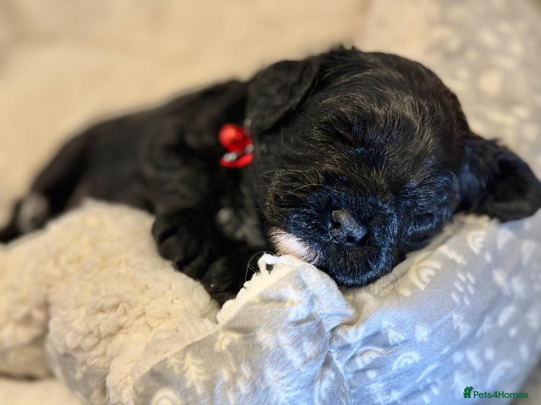 Cavapoo dogs for sale: Black Cavapoo F1 girl available 🐾👸 - Advert 3