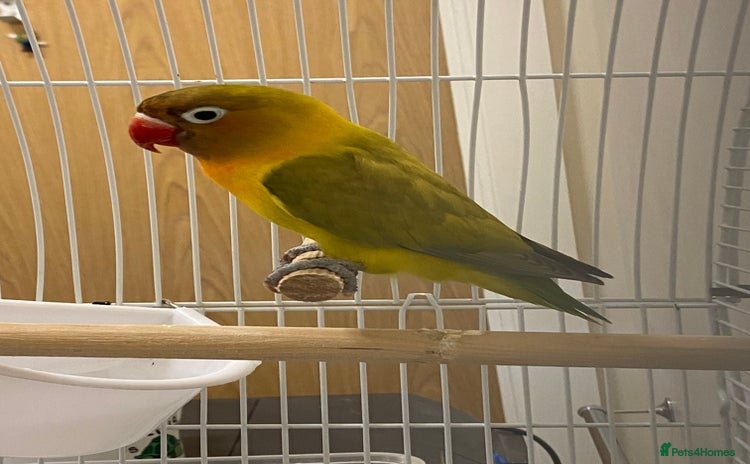 Lovebirds birds - Advert 1