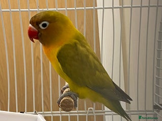 Lovebirds birds - Advert 12
