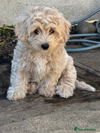 Poochon dogs Adorable Westie Poochon Puppies, ready to leave in Lytham Saint Annes - Advert 8