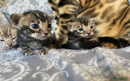 Bengal cats for sale: STUNNING TICA reg Bengal kittens ready to reserve - Image 24