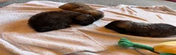 Pekingese dogs for sale: Kc Pekingnese sable Blk mask 3 little girls  - Advert 6