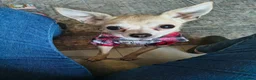 Chihuahua dogs for sale: Mature Chihuahua Lady looks for adoption  in Liverpool - Advert 7