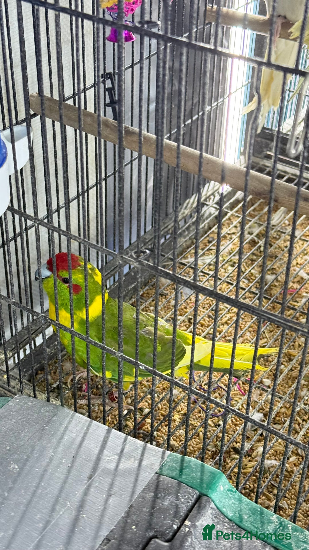 Parrots birds for sale: Parrot for sale Glasgow  - Image 12