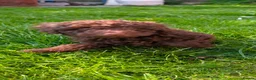 Labradoodle dogs for sale: 🐾Quality F1BB Mini Labradoodle Pups🐾  - Advert 24