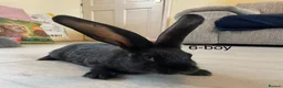 Continental Giant rabbits for sale: 💖 11 week old continental giants💖 - Advert 15