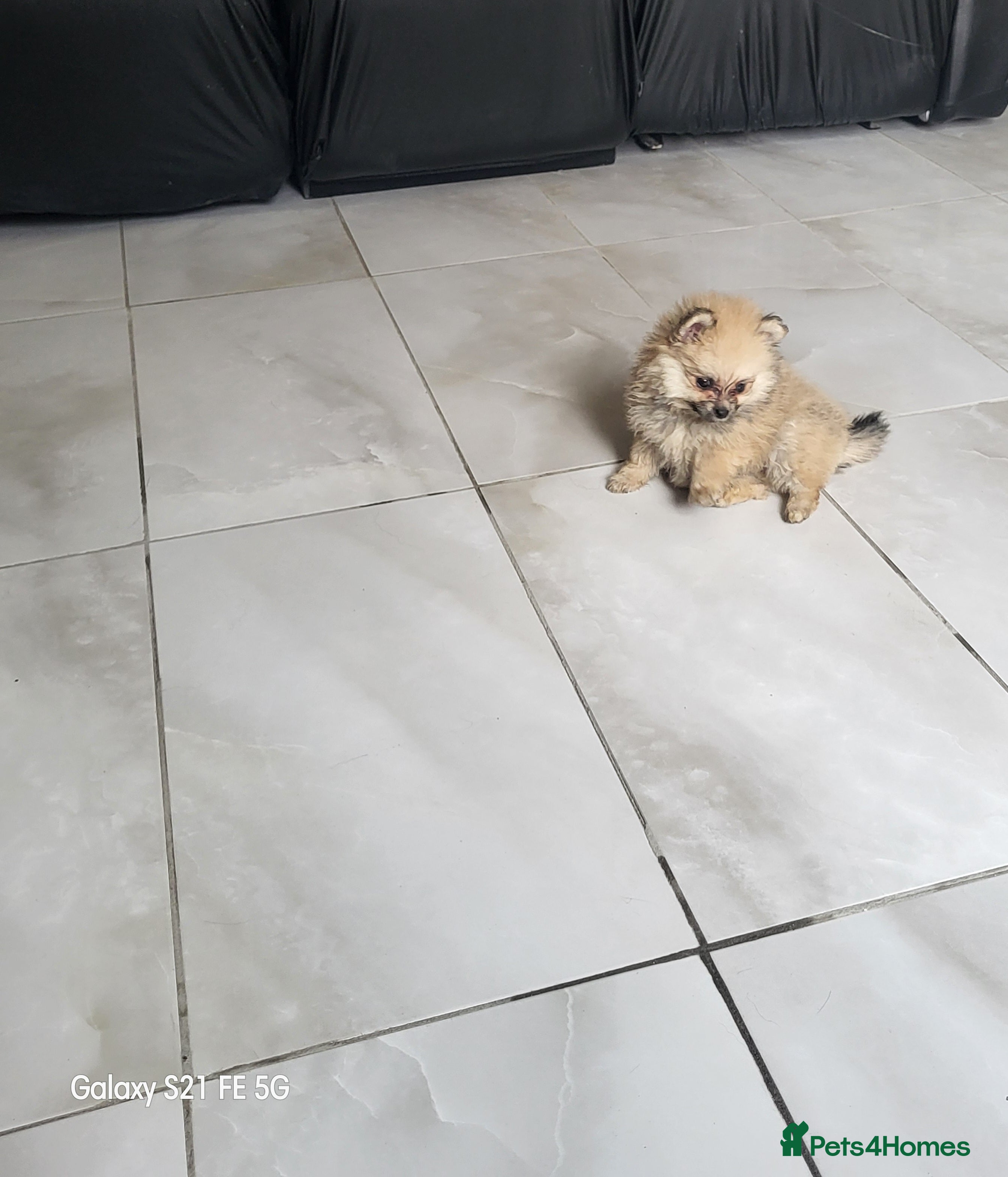 Pomeranian dogs Pomeranian mixed litter  - Advert 7