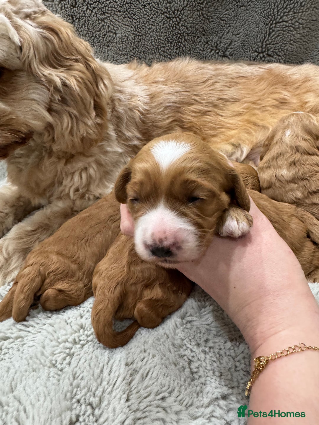 Cavapoo dogs for sale: Gorgeous health tested cavapoo puppies  - Advert 2