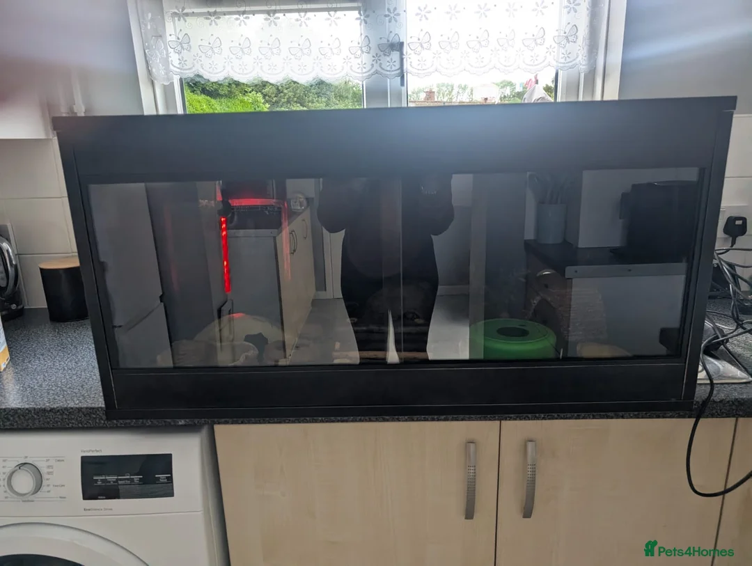 Leopard Gecko reptiles for sale: 1 female leopard gecko. - Advert 6