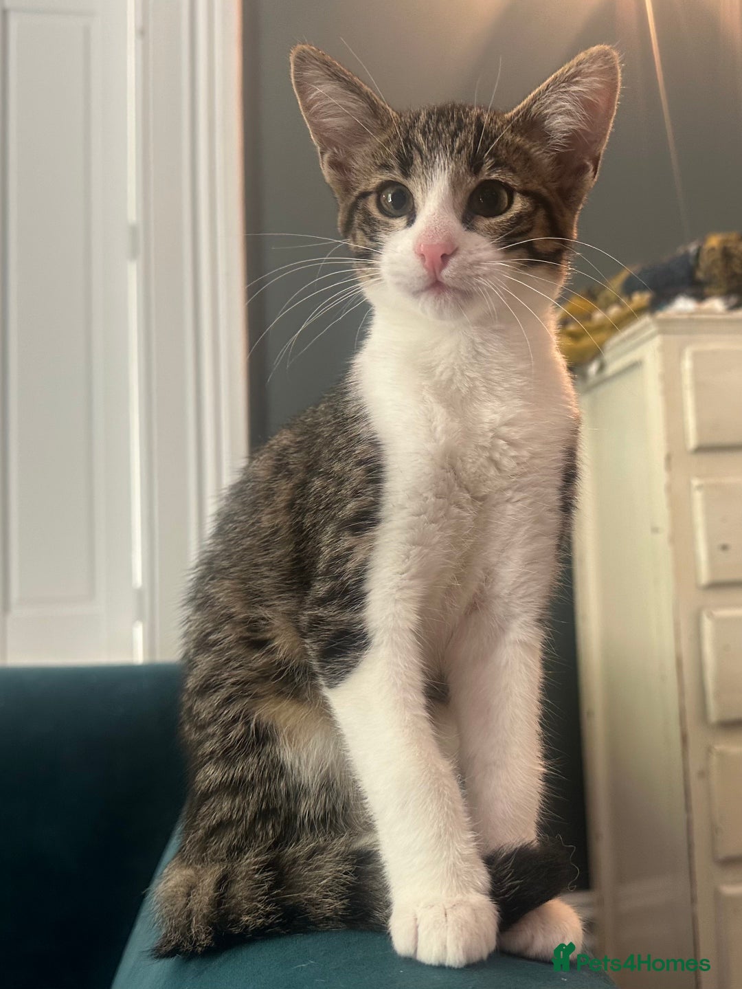 Mixed Breed cats for sale: Savannah F2 Cross - Image 3