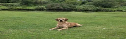 Labrador Retriever dogs for stud: Working line retriever for stud - Advert 2