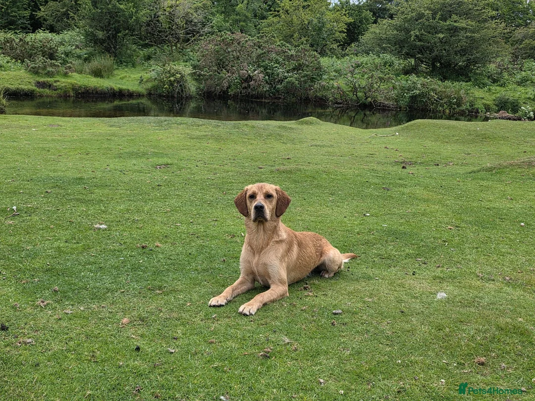 Labrador Retriever dogs for stud: Working line retriever for stud - Advert 2