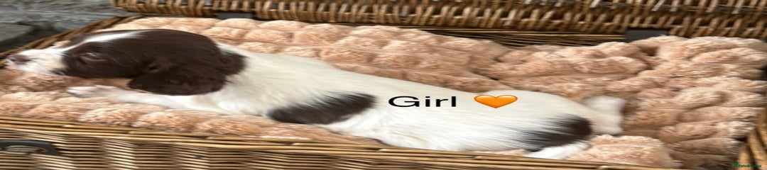 English Springer Spaniel Puppy 5