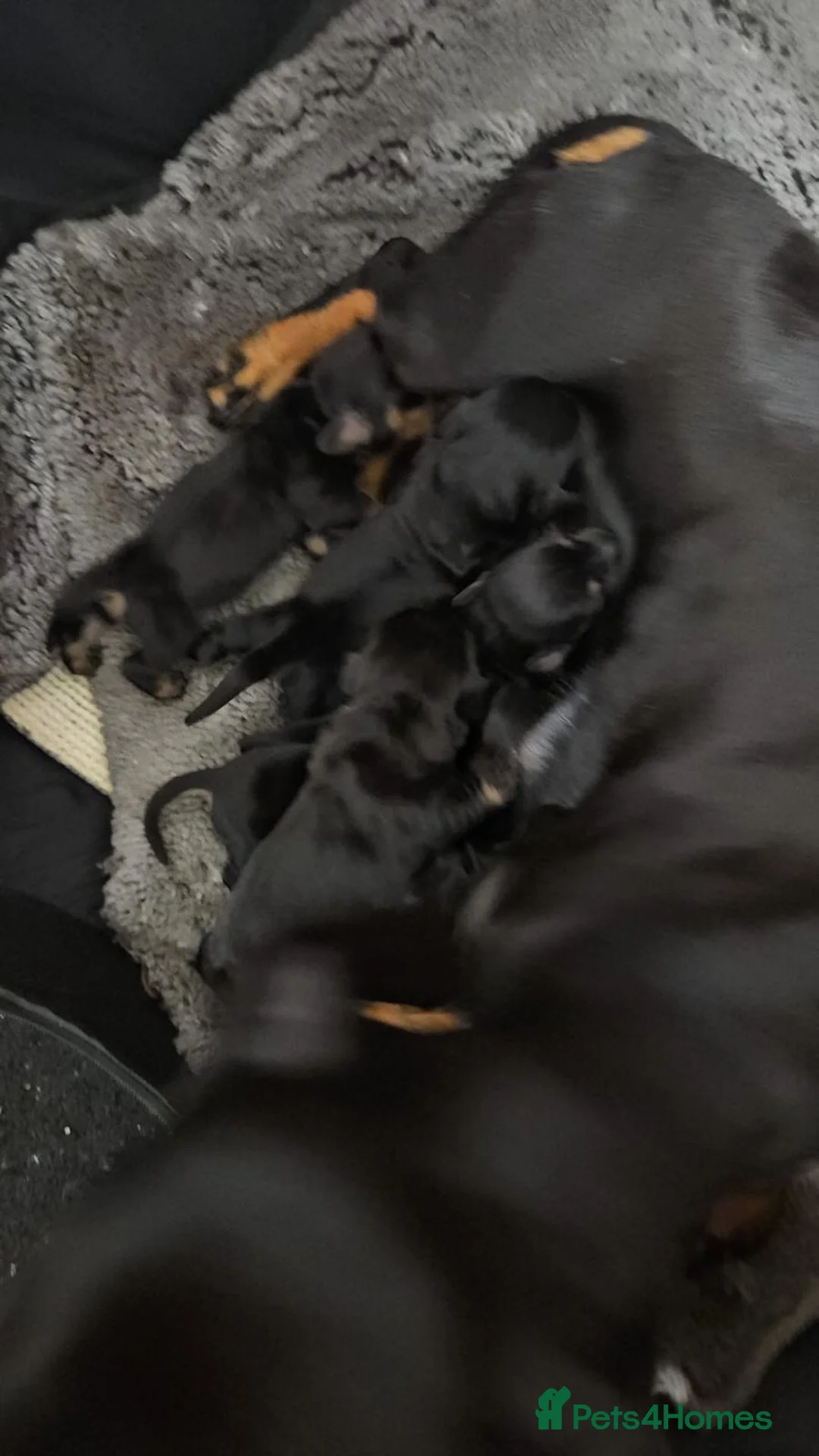 Miniature Dachshund dogs for sale: Miniature dachshund puppies  - Advert 8