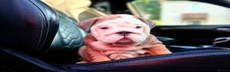 English Bulldog dogs for sale: Quality English bulldogs - Advert 6