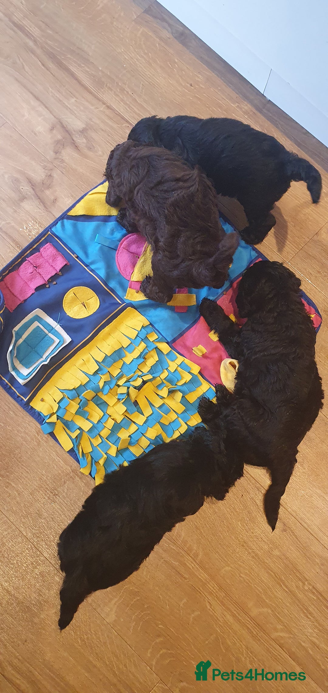 Australian Labradoodle dogs for sale: Health-tested Australian Labradoodle puppies - Image 38