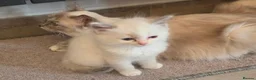 Ragdoll cats for sale: Stunning ragdoll kittens - Advert 5