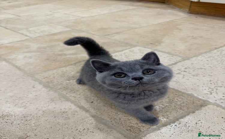 British Shorthair cats - Advert 4