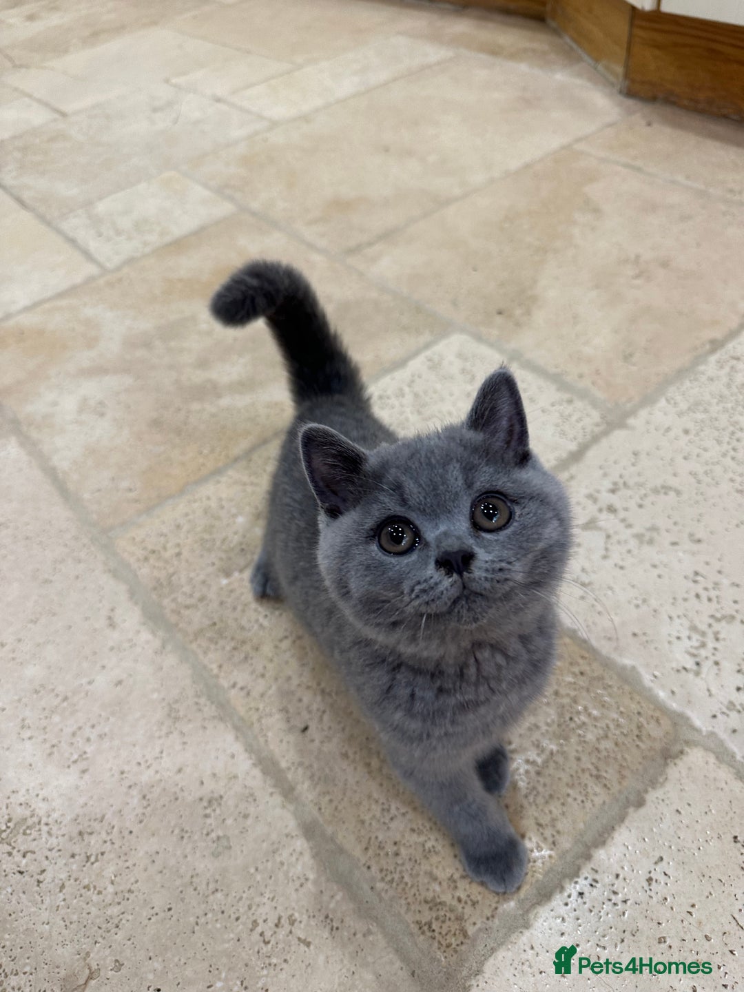 British Shorthair cats for sale: Blue British Shorthair registered Full Pedigree  - Image 16