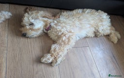 Poodle dogs for sale: ⭐ READY⭐ Reduced Adorable poodles puppies  in Margate - Image 14