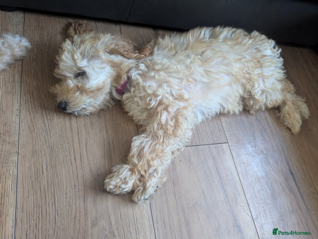 Poodle dogs for sale: ⭐ READY⭐ Reduced Adorable poodles puppies  in Margate - Image 14
