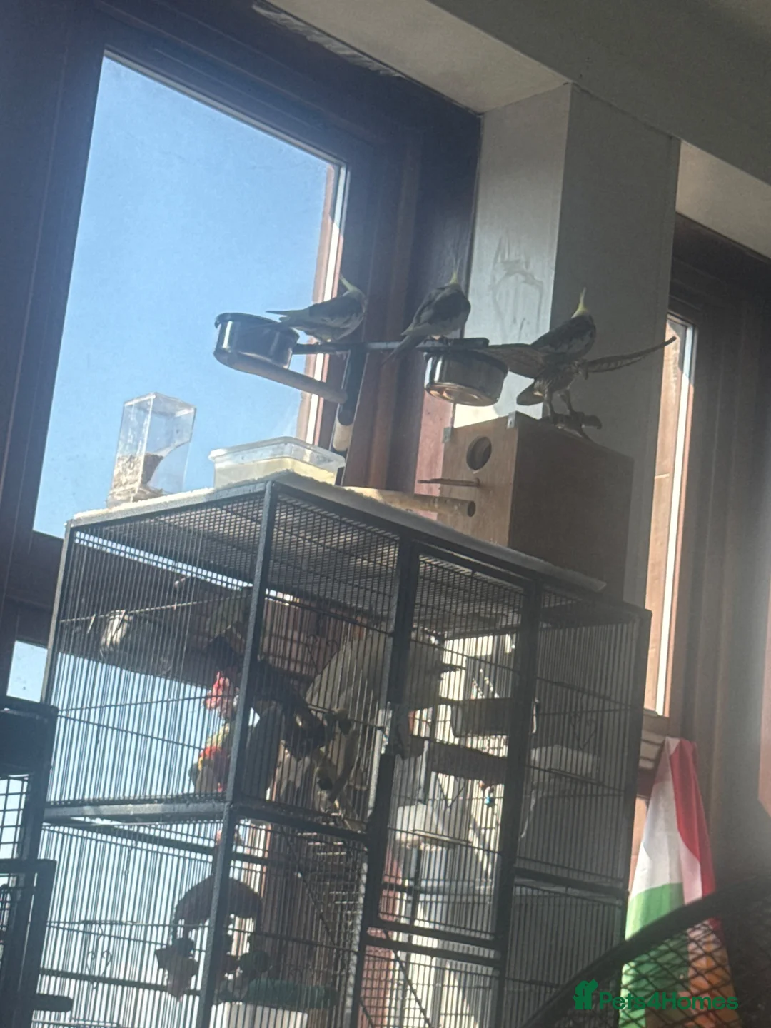 Mixed Breed birds for sale: Cockatiels Senegal parrot African grey cockatoo in Glasgow - Advert 1