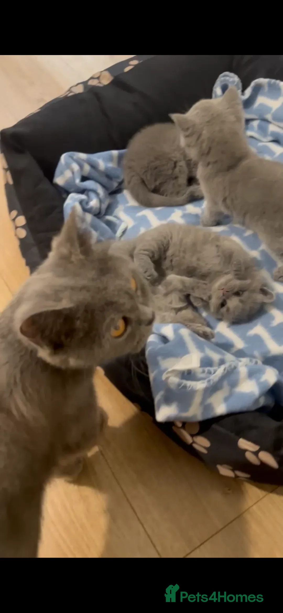 British Shorthair cats for sale: GCCF ACTIVE REG PURE BLUE PEDIGREE BSH QUEEN - Advert 9