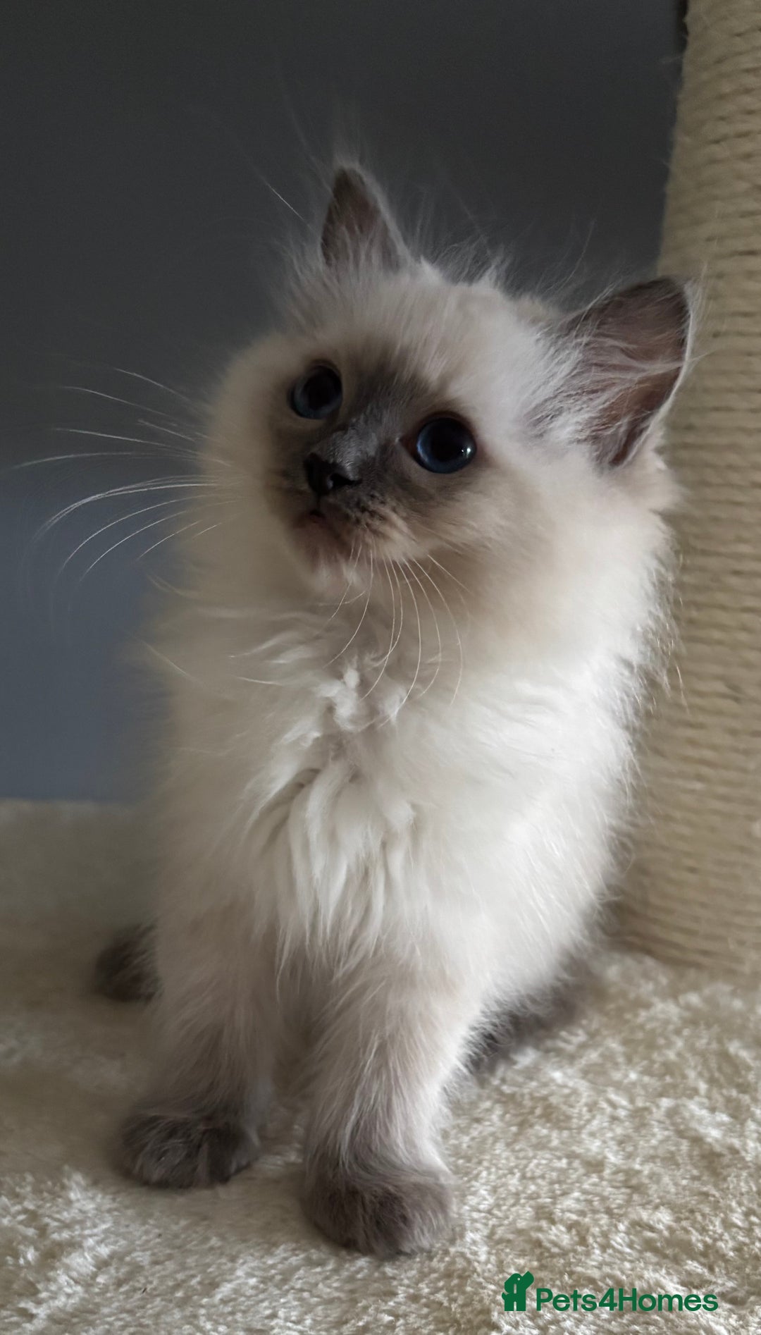 Ragdoll cats for sale:  gccf blue mitted girl simply stunning  - Advert 17