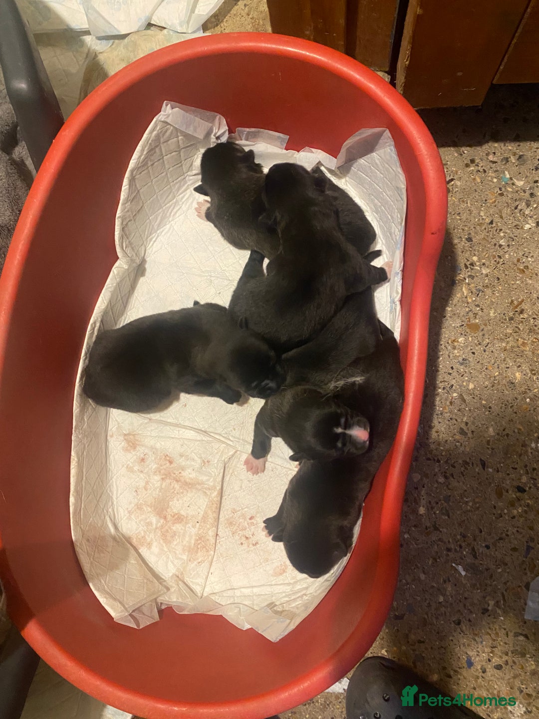 Huskita dogs for sale: Akita puppies  - Image 9