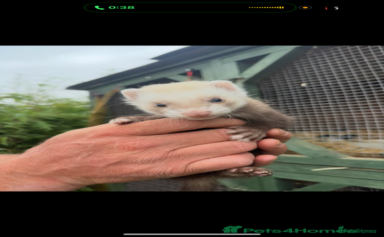 Ferret rodents - Advert 1