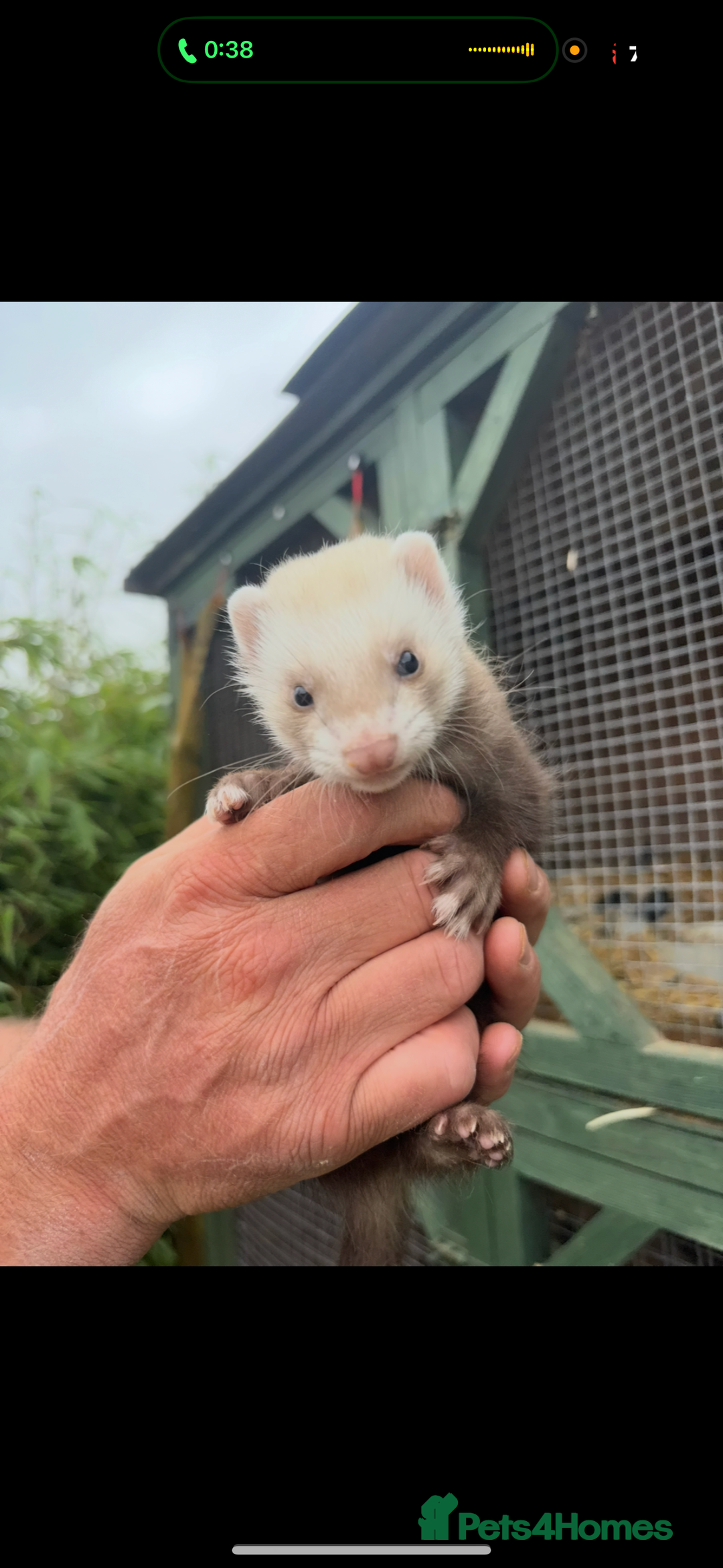 Ferret rodents for sale: Baby ferret  - Image 1