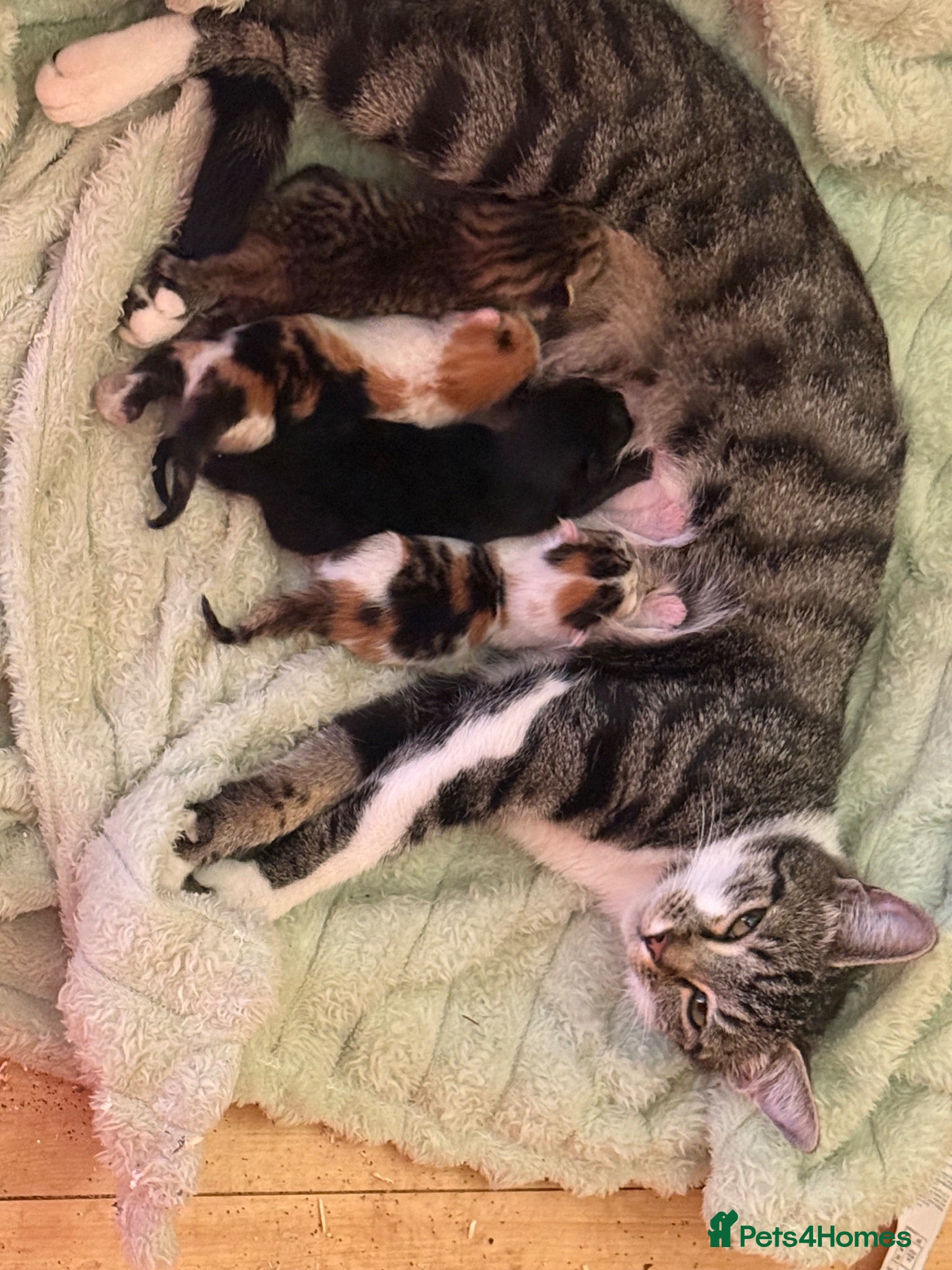 Mixed Breed cats Kittens  - Advert 2