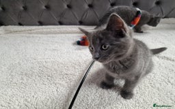 Ragdoll cats for sale: Kittens ready now! - Image 8