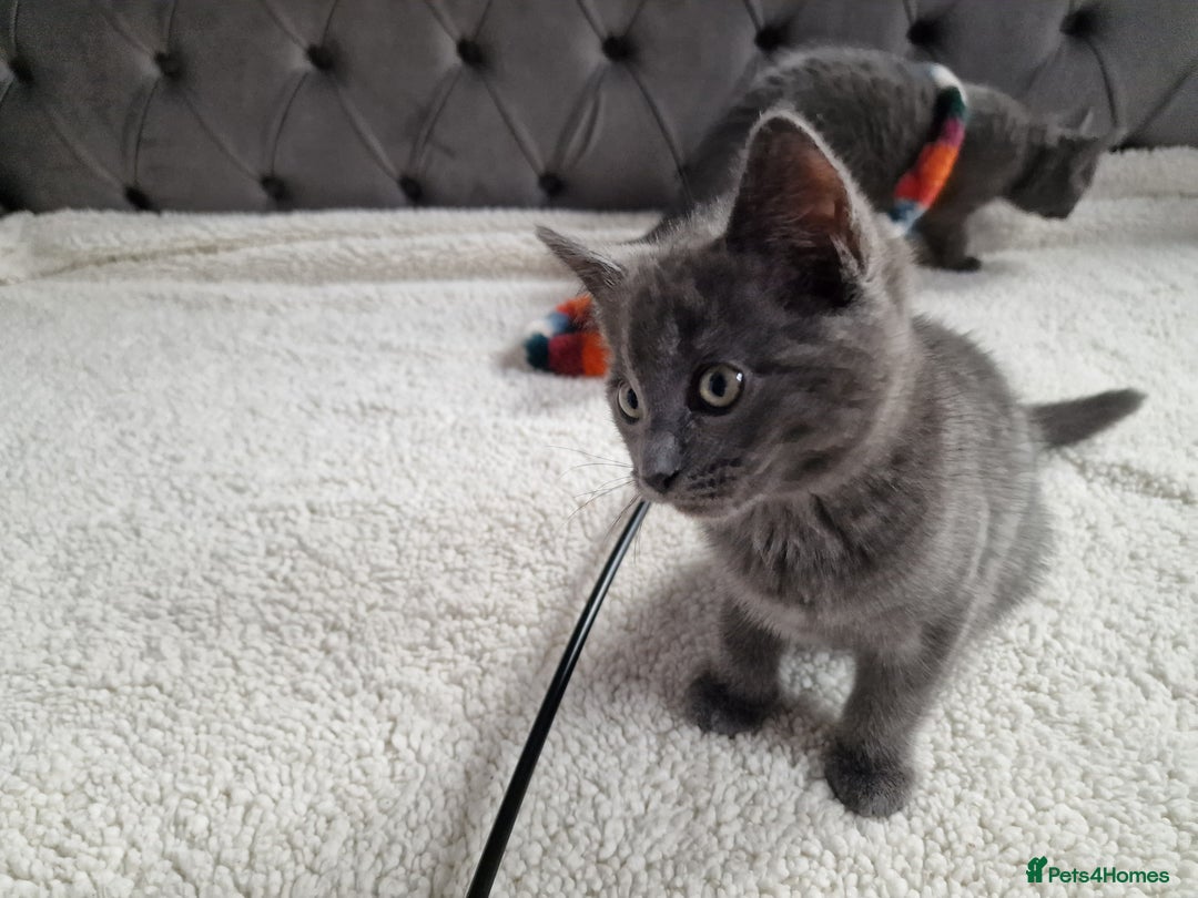 Ragdoll cats for sale: Kittens ready now! - Image 8