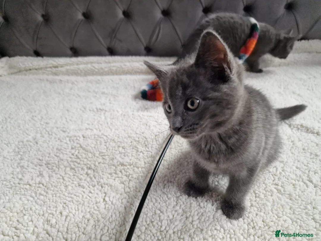 Ragdoll cats for sale: Kittens ready now! - Advert 8