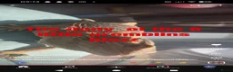 Bearded Dragon reptiles for sale: Hand tame in Pontypool - Advert 6