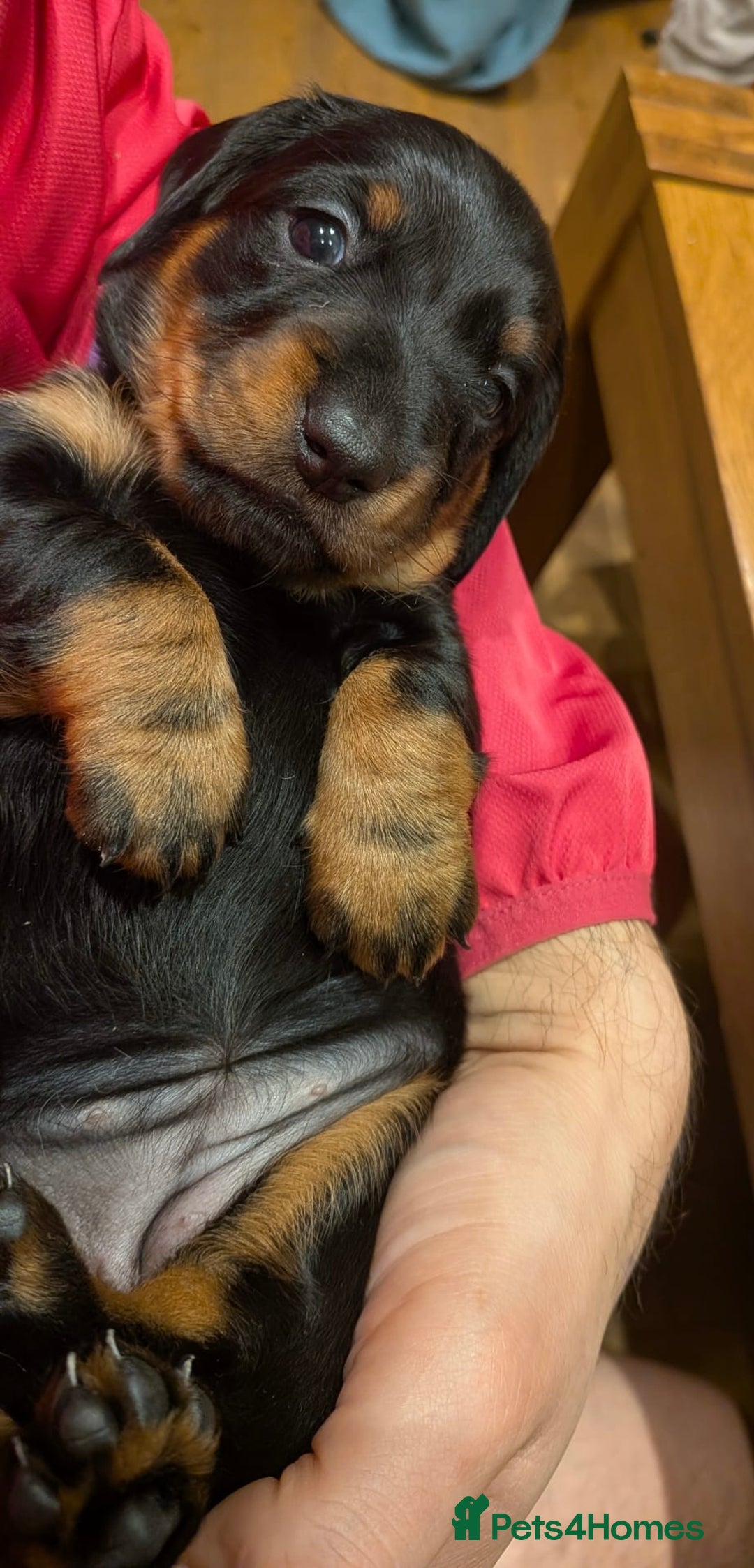 Dachshund dogs for sale: Beautiful Dachshund Puppies – KC Registered Lines - Advert 34