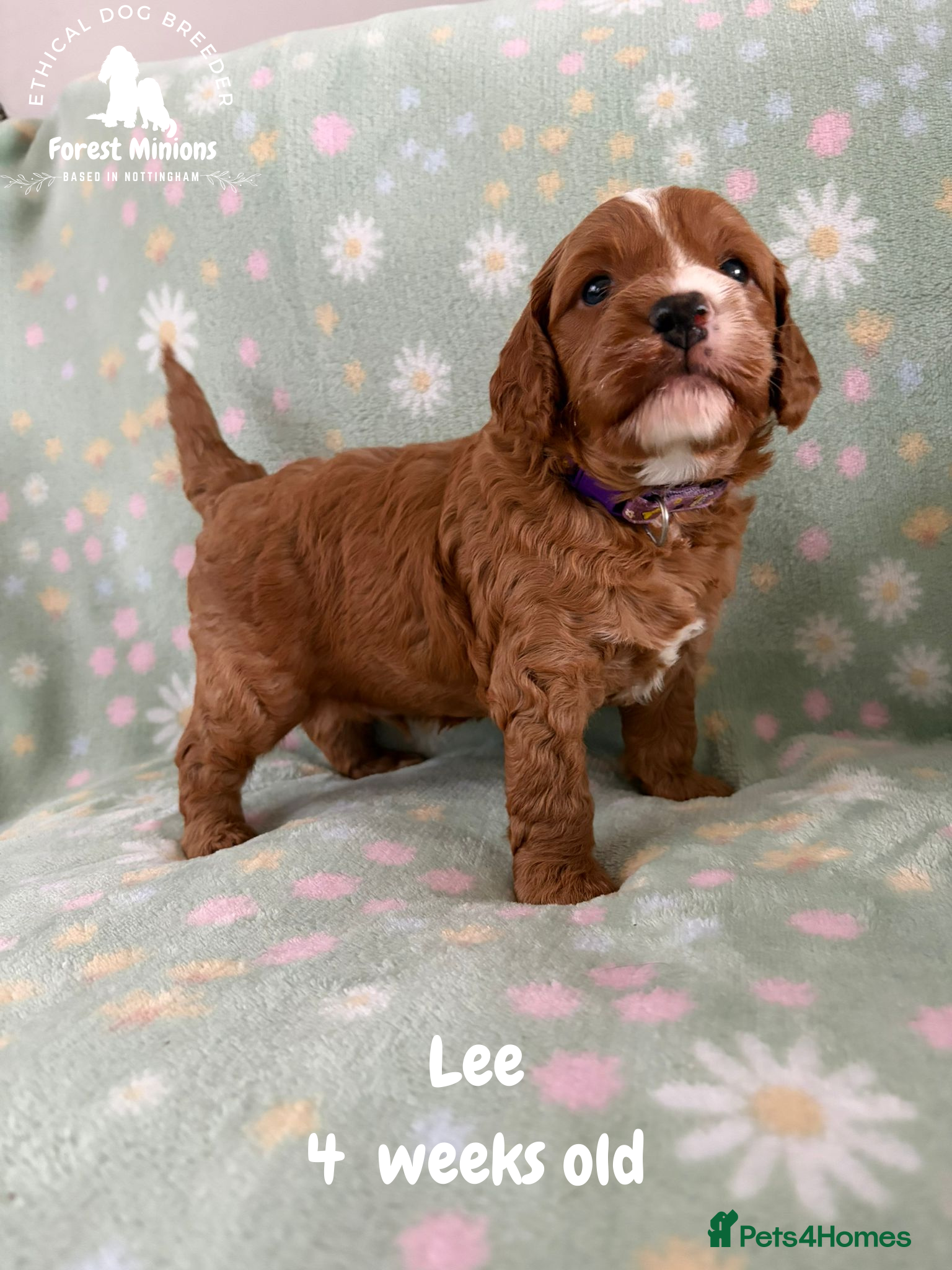 Cockapoo dogs Beautiful Cockapoo puppies (DNA CLEAR) - Advert 5