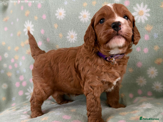 Cockapoo dogs Beautiful Cockapoo puppies (DNA CLEAR) - Advert 5