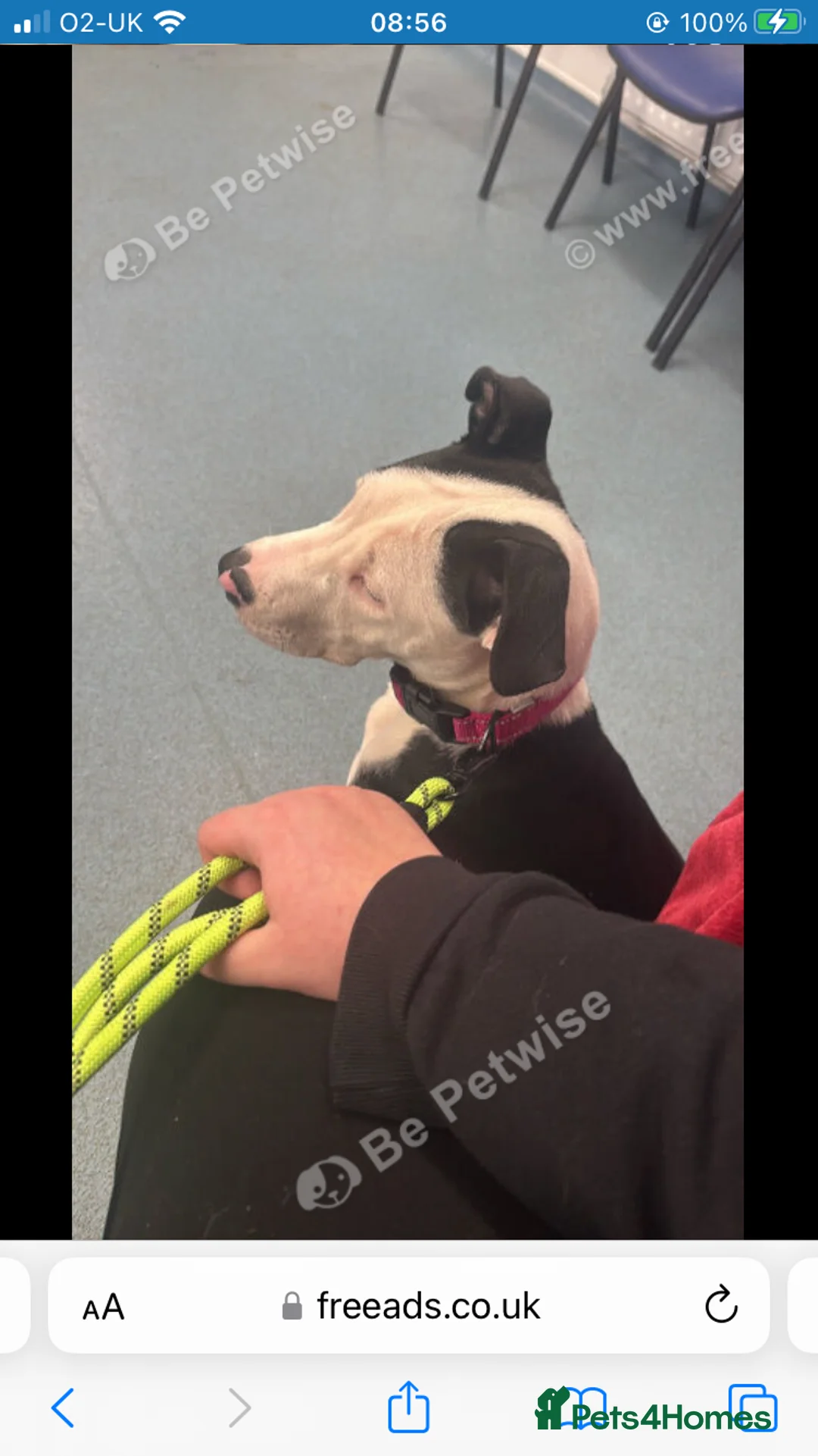 Mixed Breed dogs for sale: Melody  - Advert 4