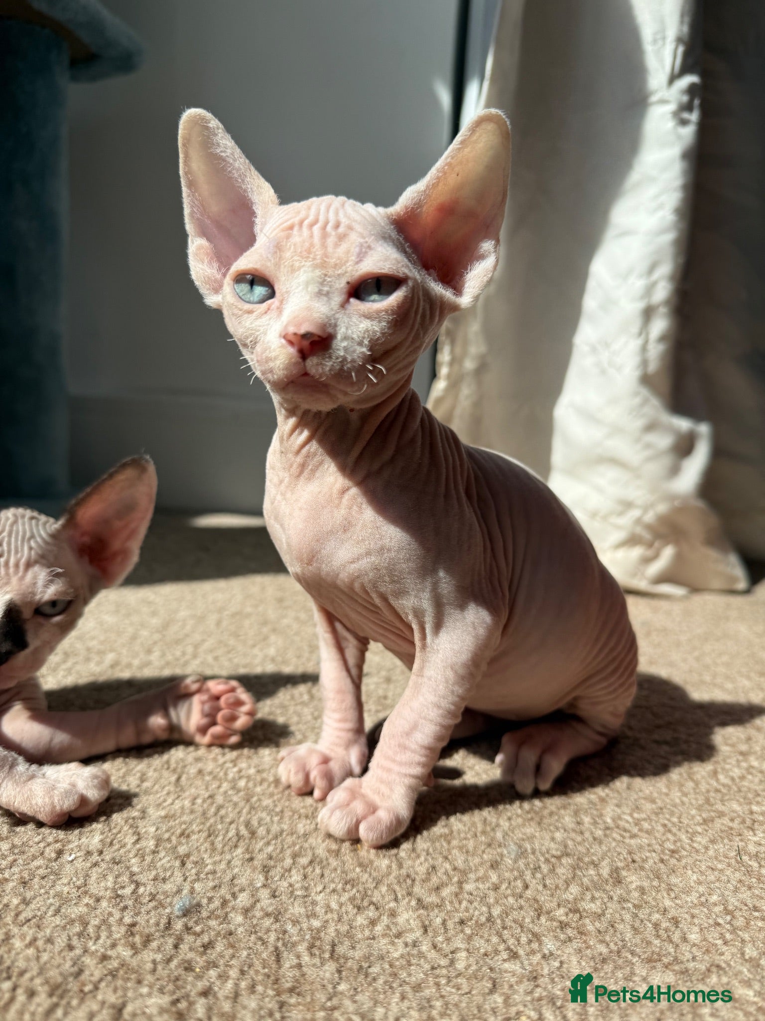 Sphynx cats LAST GIRL !!!!Beautiful baby sphynx  - Advert 1